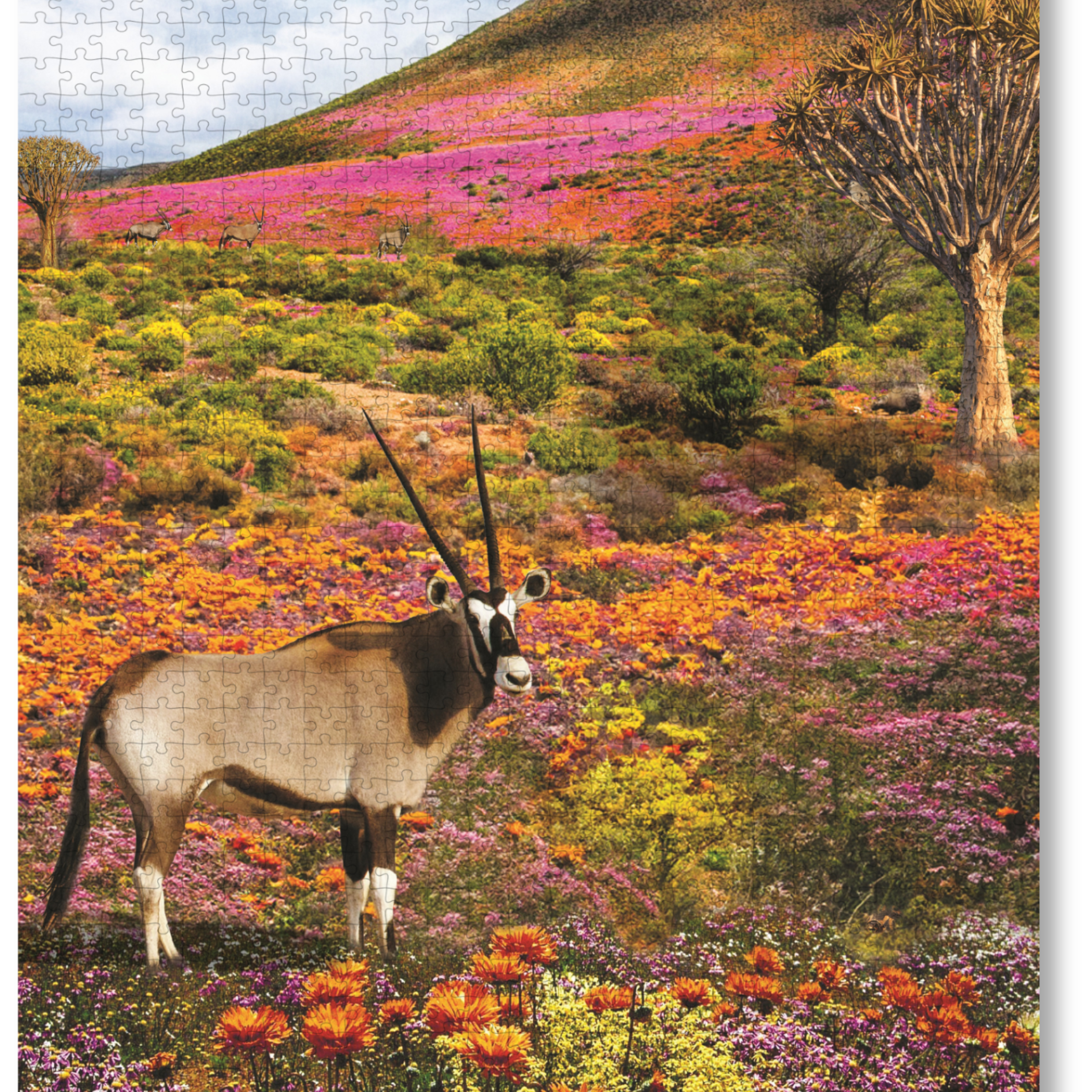 Namaqualand is a MasterPiece wooden jigsaw puzzle from the African Odyssey poster series designed to showcase Africa’s most iconic natural wonders. This one captures the region in South Africa famous for its stunning spring wildflower bloom. Precision-cut from 3mm thick wood and expertly printed, our MasterPiece puzzles offer a tactile and satisfying puzzling experience like no other. They are perfect for art lovers, nature enthusiasts and anyone looking for a thoughtful gift.