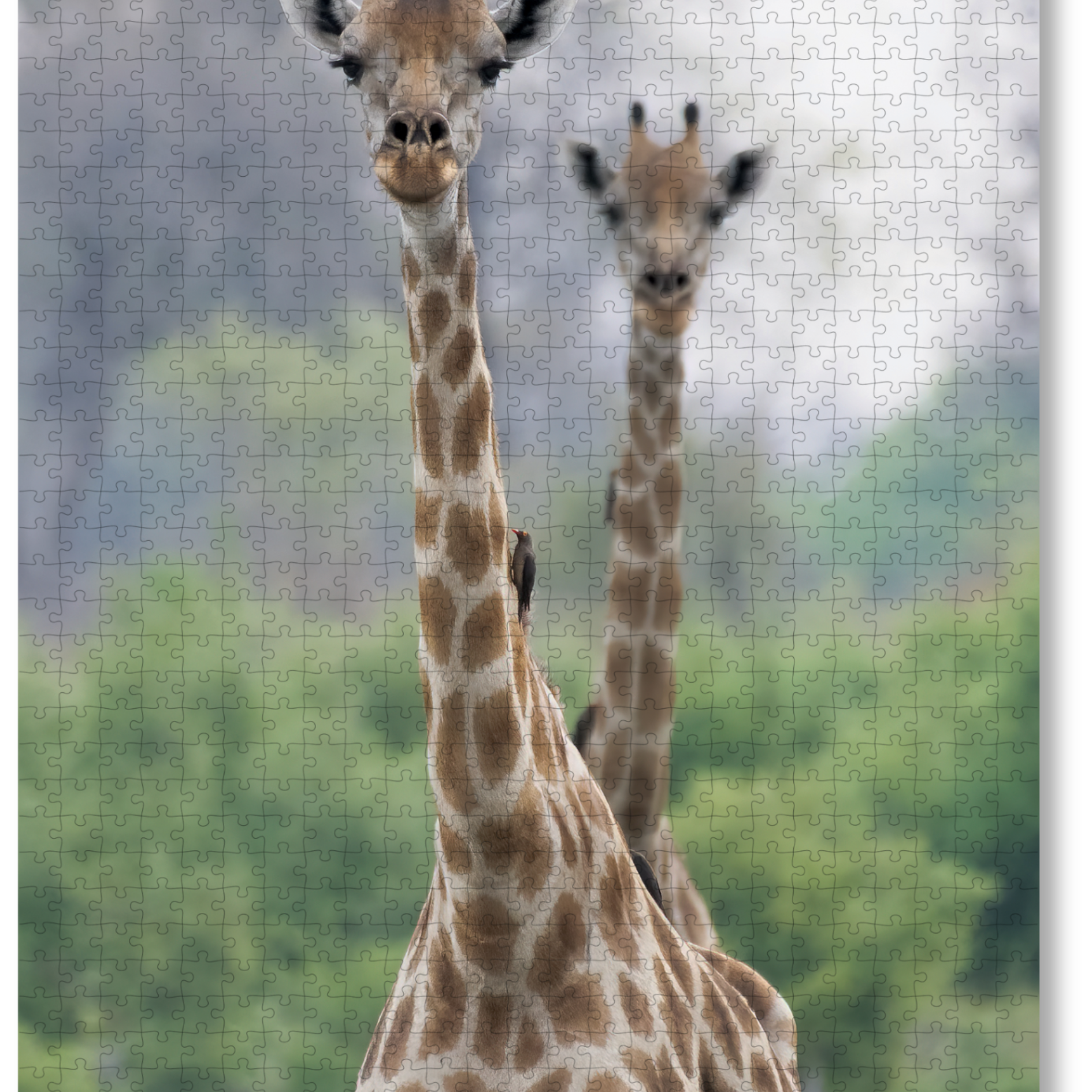 Neck and Neck is a MasterPiece wooden jigsaw puzzle that features a beautiful photograph of two giraffes.

Precision-cut from 3mm wood and expertly printed, our MasterPiece puzzles offer a tactile and satisfying puzzling experience like no other. They are perfect for wildlife lovers, nature enthusiasts and anyone looking for a thoughtful gift.