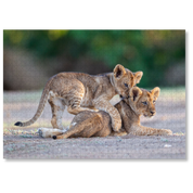 Playful Mischief is a MasterPiece wooden jigsaw puzzle that features a beautiful photograph capturing two lion cubs with one play fighting with the other.

Precision-cut from 3mm wood and expertly printed, our MasterPiece puzzles offer a tactile and satisfying puzzling experience like no other. They are perfect for wildlife lovers, nature enthusiasts and anyone looking for a thoughtful gift. 