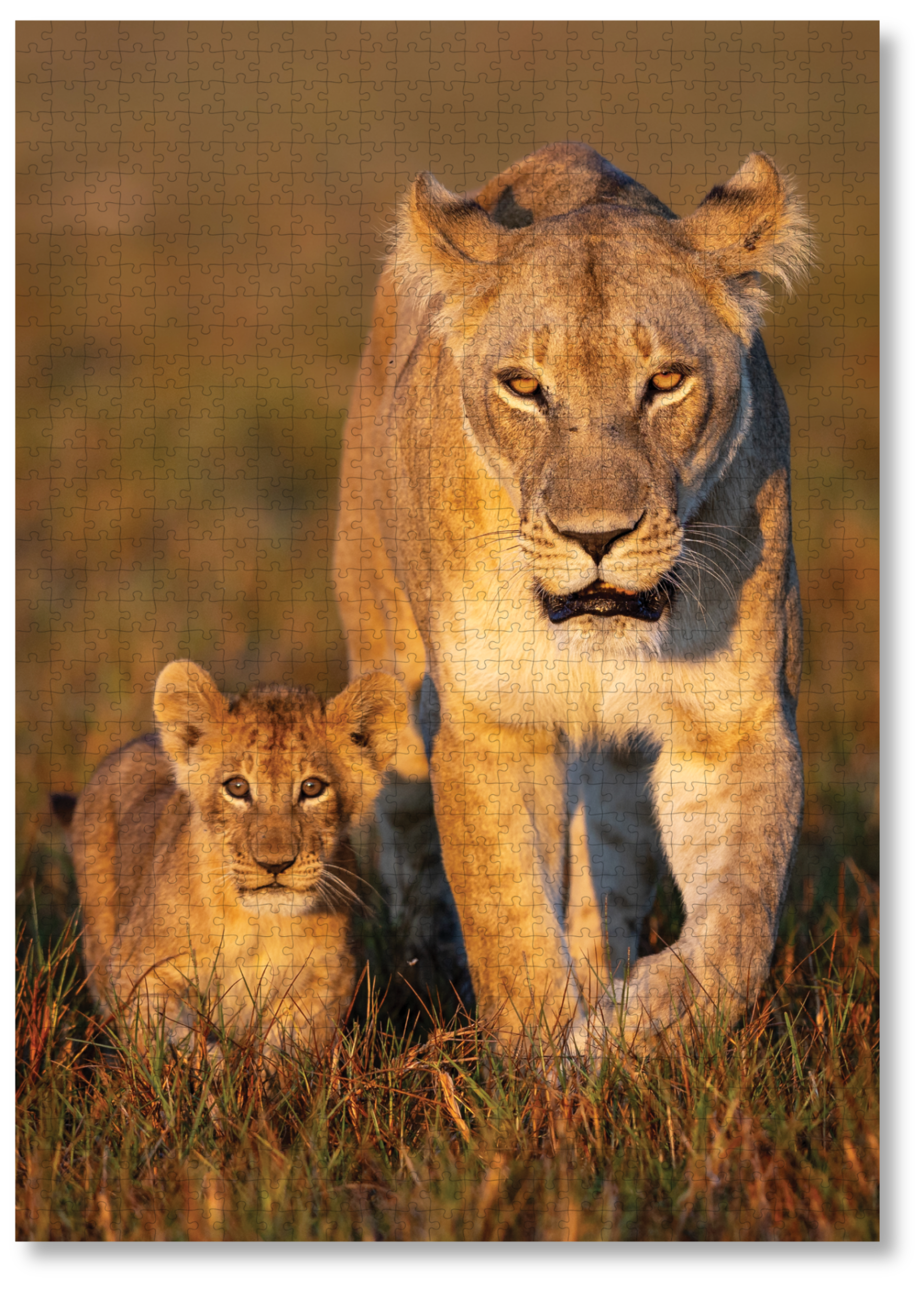 Raising Royalty is  MasterPiece wooden jigsaw puzzle that features a beautiful photograph of a lioness and her cub.

Precision-cut from 3mm wood and expertly printed, our MasterPiece puzzles offer a tactile and satisfying puzzling experience like no other. They are perfect for wildlife lovers, nature enthusiasts and anyone looking for a thoughtful gift.