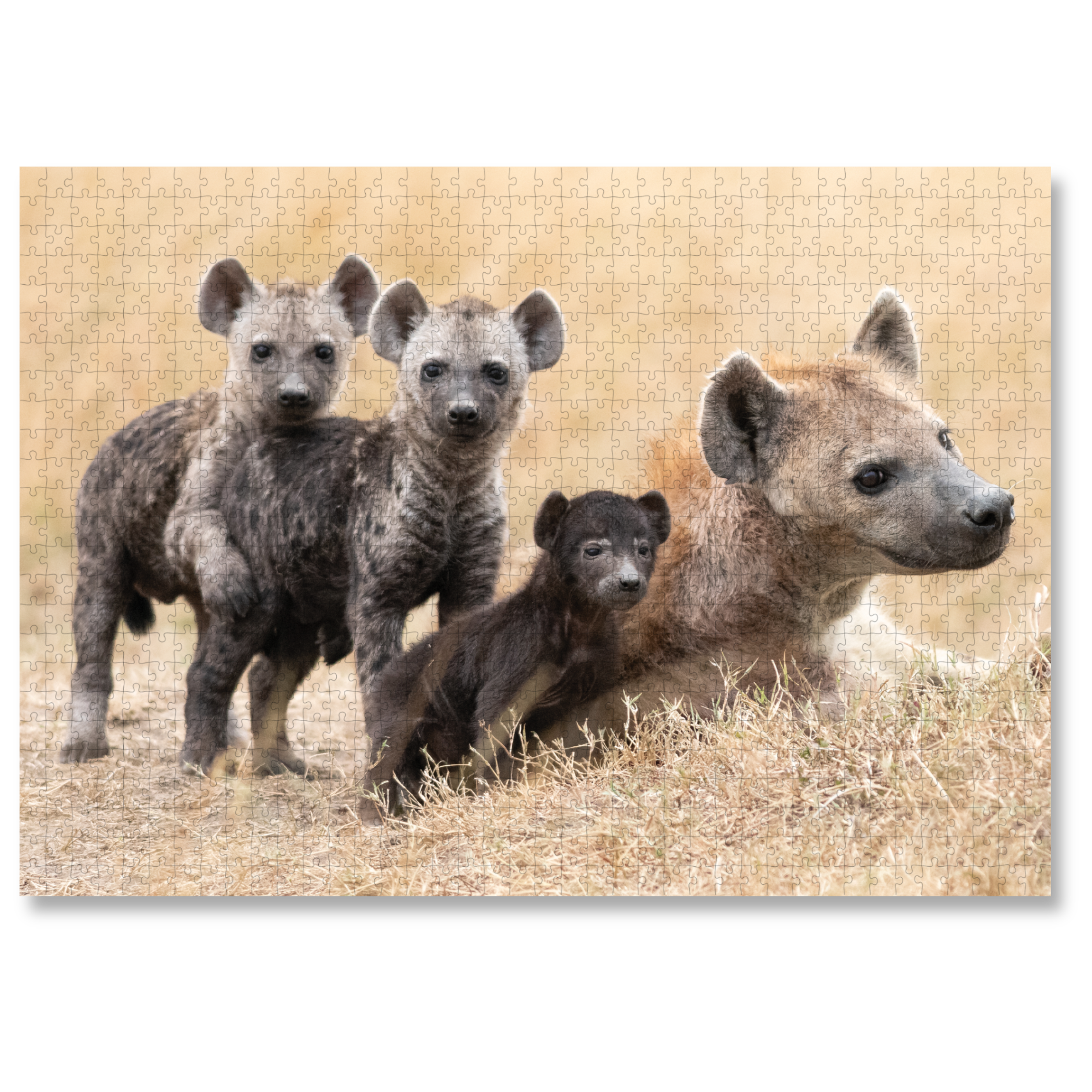 Spotted Hyena Mother And Cubs is a MasterPiece wooden jigsaw puzzle that features a beautiful photograph of a hyena and her three cubs.

Precision-cut from 3mm wood and expertly printed, our MasterPiece puzzles offer a tactile and satisfying puzzling experience like no other. They are perfect for wildlife lovers, nature enthusiasts and anyone looking for a thoughtful gift.