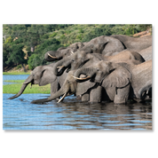 Thirsty Herd is a MasterPiece wooden jigsaw puzzle that features a beautiful photograph of a herd of elephants drinking together at a watering hole.

Precision-cut from 3mm wood and expertly printed, our MasterPiece puzzles offer a tactile and satisfying puzzling experience like no other. They are perfect for wildlife lovers, nature enthusiasts and anyone looking for a thoughtful gift.