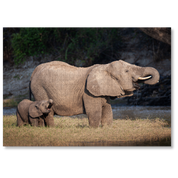 Trunks in Tandem is a MasterPiece wooden jigsaw puzzle that features a beautiful photograph of an elephant and elephant calf both drinking water with their trunks in their mouths.

Precision-cut from 3mm wood and expertly printed, our MasterPiece puzzles offer a tactile and satisfying puzzling experience like no other. They are perfect for wildlife lovers, nature enthusiasts and anyone looking for a thoughtful gift.