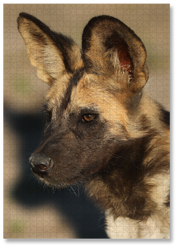 Watchful is a MasterPiece wooden jigsaw puzzle featuring a striking portrait photograph of a wild dog.

Precision-cut from 3mm thick wood and expertly printed, our MasterPiece puzzles offer a tactile and satisfying puzzling experience like no other. They are perfect for wildlife lovers, nature enthusiasts and anyone looking for a thoughtful gift.