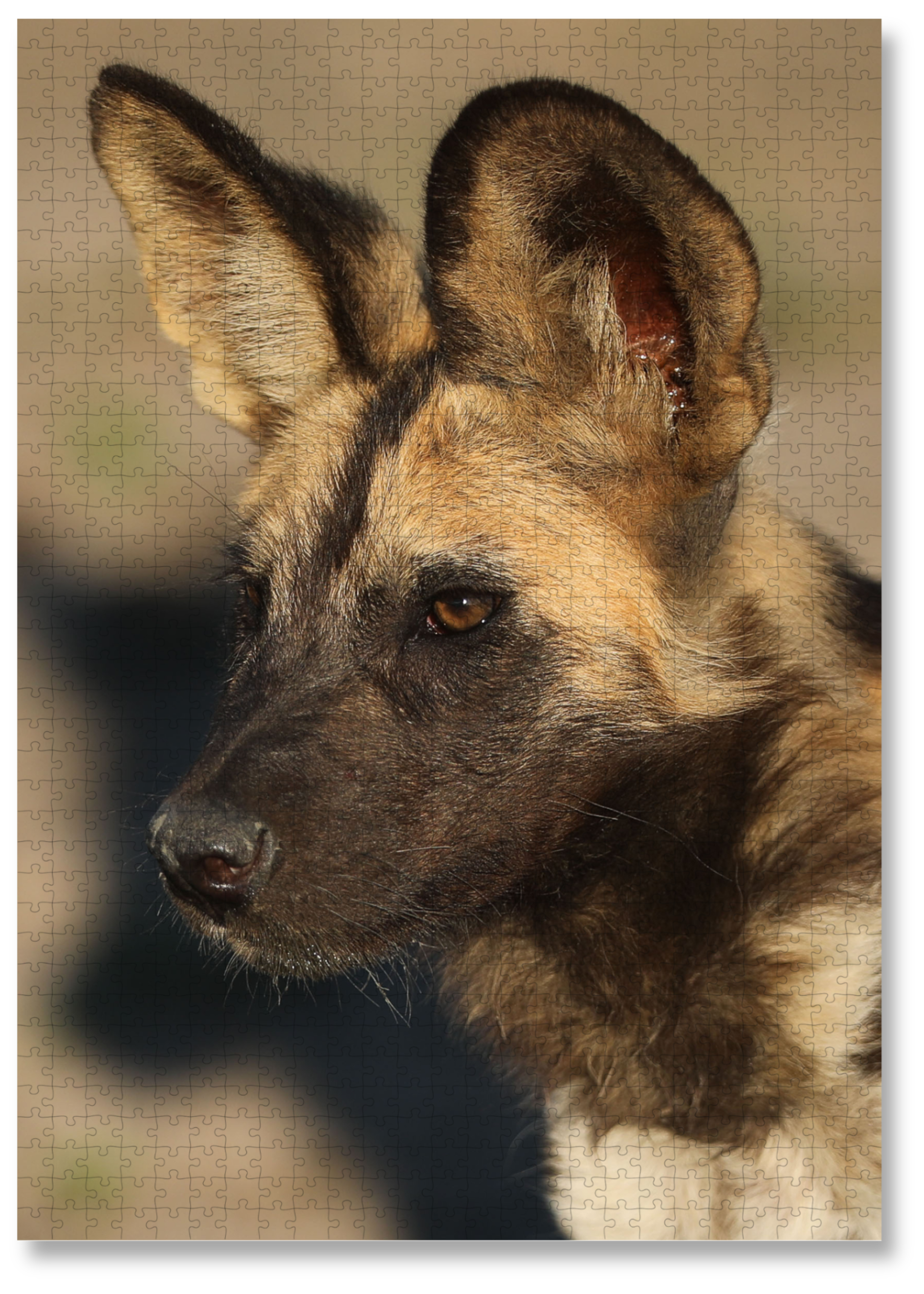 Watchful is a MasterPiece wooden jigsaw puzzle featuring a striking portrait photograph of a wild dog.

Precision-cut from 3mm thick wood and expertly printed, our MasterPiece puzzles offer a tactile and satisfying puzzling experience like no other. They are perfect for wildlife lovers, nature enthusiasts and anyone looking for a thoughtful gift.