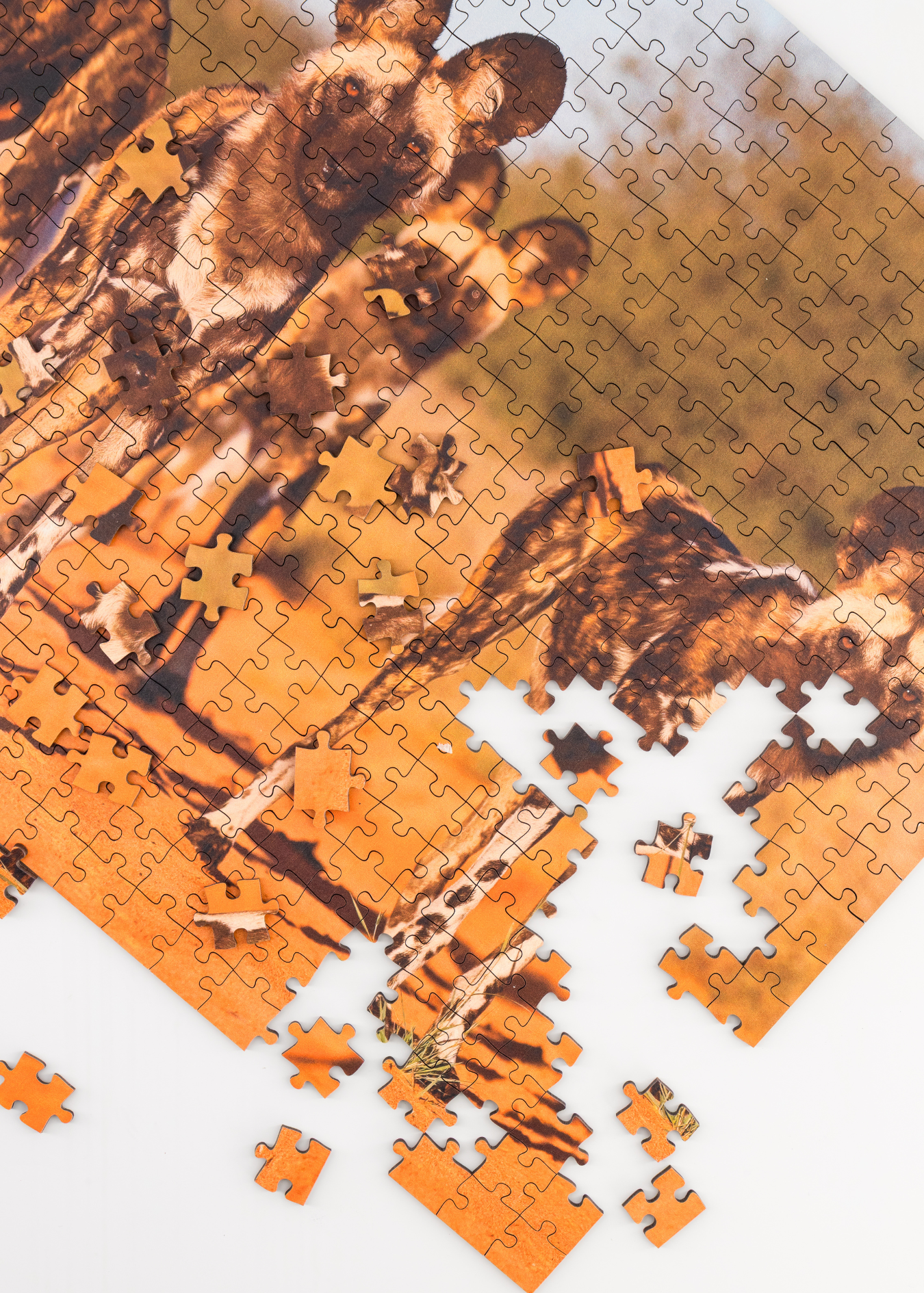 MasterPiece luxury wooden puzzle of a South African wildlife photograph of a pack of wild dogs taken by Richard Flack . A way to disconnect, relieve stress and a great gift idea.