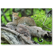 A MasterPiece wildlife luxury puzzle of a leopard resting on a tree branch with green foliage in the background. The perfect gift for a leopard lover.