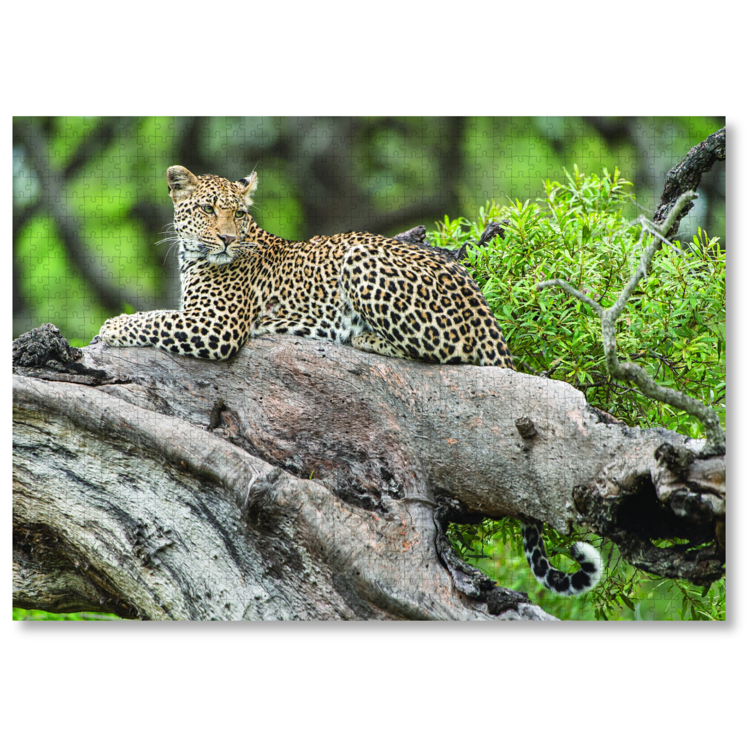 A MasterPiece wildlife luxury puzzle of a leopard resting on a tree branch with green foliage in the background. The perfect gift for a leopard lover.