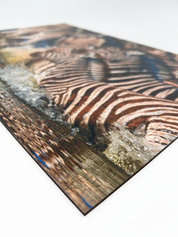 Zebra Crossing