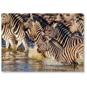 Zebra Crossing is a MasterPiece wooden jigsaw puzzle that features a beautiful photograph of a herd of zebras running through water.

Precision-cut from 3mm wood and expertly printed, our MasterPiece puzzles offer a tactile and satisfying puzzling experience like no other. They are perfect for wildlife lovers, nature enthusiasts and anyone looking for a thoughtful gift.